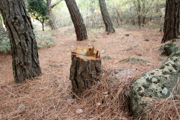 Flanders, NJ Tree Services Company