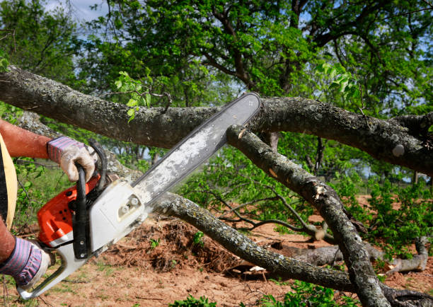 Best Tree Risk Assessment  in Flanders, NJ